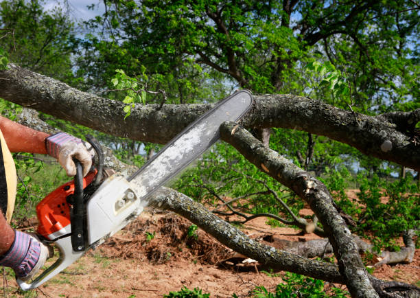 How Our Tree Care Process Works  in  Satellite Beach, FL